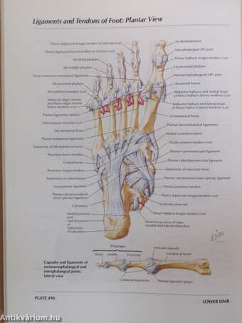 Atlas of Human Anatomy