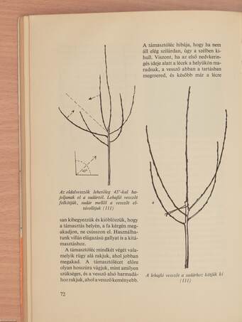 A gyümölcsfák metszése képekben