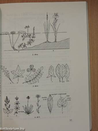 Kis növényhatározó rendszertani és ökológiai tájékoztatóval