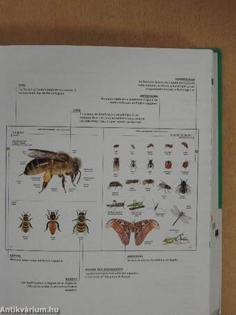 Pons Bildwörterbuch Deutsch, Englisch