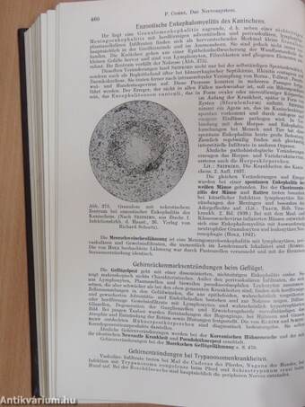 Lehrbuch der Speziellen Pathologischen Anatomie der Haustiere