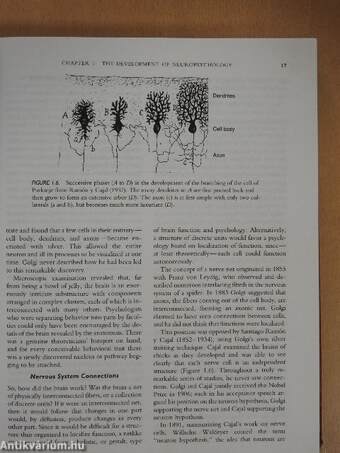 Fundamentals of Human Neuropsychology