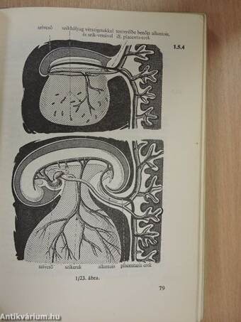 Functionalis anatomia 1.