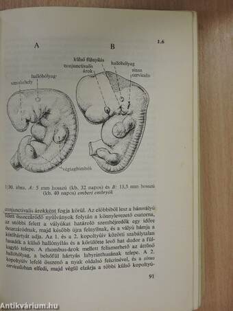 Functionalis anatomia 1.