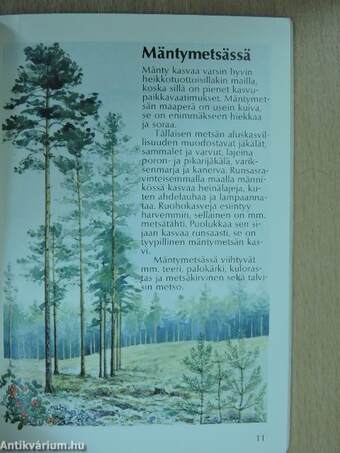 Metsä elää kanssasi