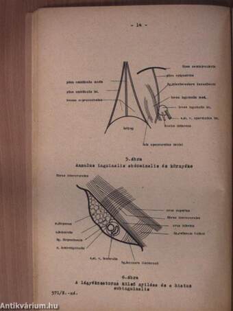 Sebészeti anatómia II.