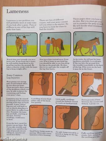 The Usborne Guide to Riding & Pony Care