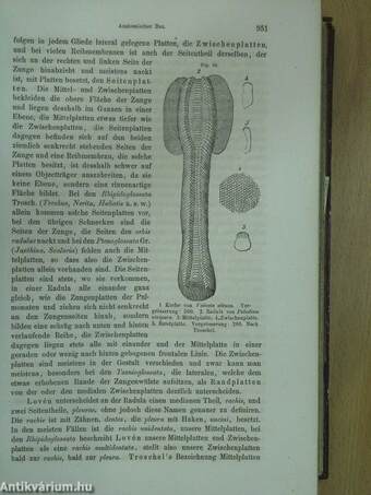 Die Klassen und Ordnungen der Weichthiere (Malacozoa), wissenschaftlich dargestellt in Wort und Bild III/1-2.