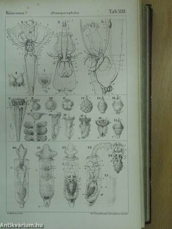 Die Klassen und Ordnungen der Weichthiere (Malacozoa), wissenschaftlich dargestellt in Wort und Bild III/1-2.