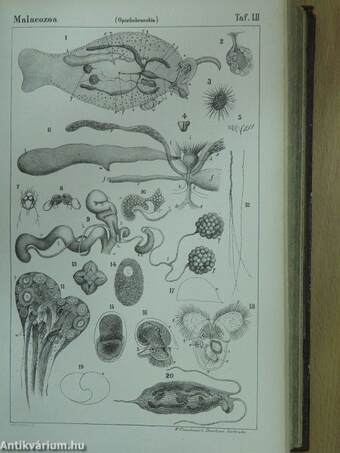 Die Klassen und Ordnungen der Weichthiere (Malacozoa), wissenschaftlich dargestellt in Wort und Bild III/1-2.