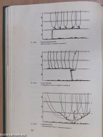 A szőlő metszése, fitotechnikai műveletei
