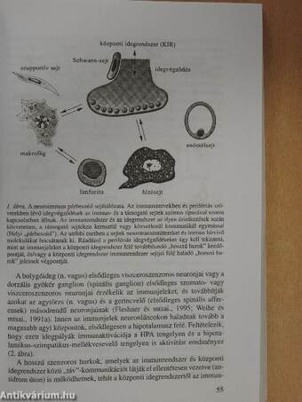 A magatartás, a lelki élet és az immunrendszer kölcsönhatásai