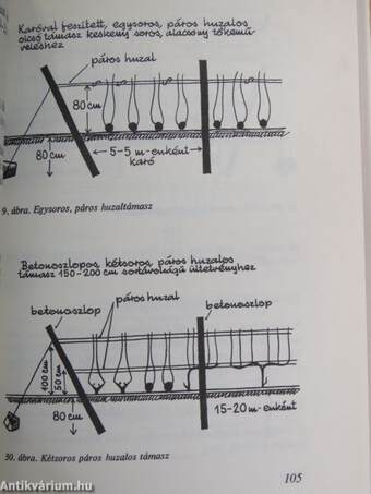 Szőlő a házikertben