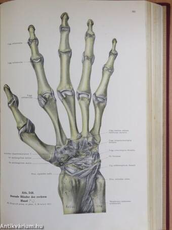 Lehrbuch und Atlas der Anatomie des Menschen I.