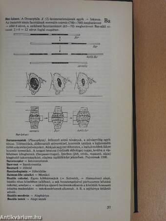 A modern biológia címszavakban