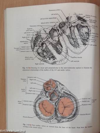 Cardiovascular Physiology