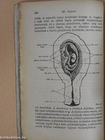 Szülészeti és szülészeti műtéttani jegyzetek