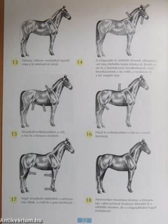 Hogyan rajzoljunk lovat?