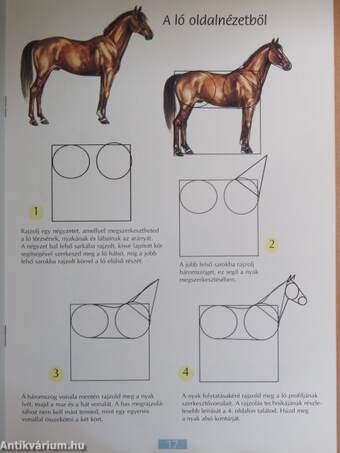 Hogyan rajzoljunk lovat?