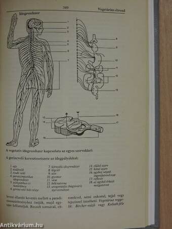 Természetgyógyászati kislexikon