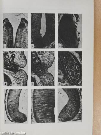 Parasitologia Hungarica 1978/11.