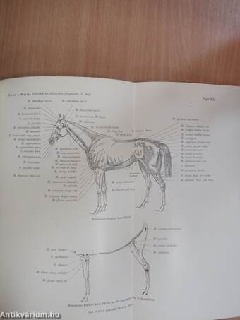 Lehrbuch der Klinischen Diagnostik der Inneren Krankheiten der Haustiere