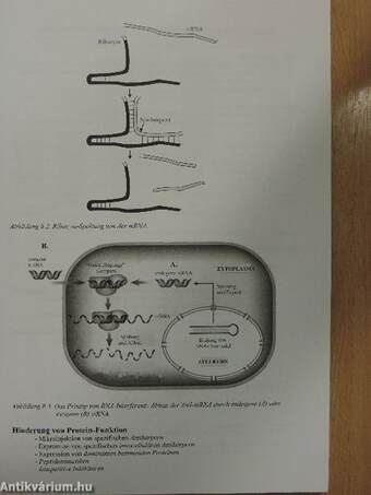 Molekulare Zellbiologie - Syllabus