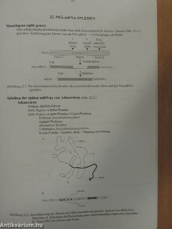 Molekulare Zellbiologie - Syllabus