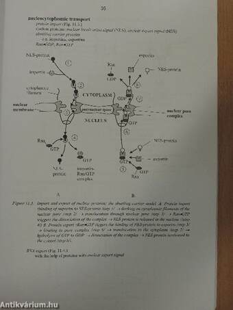 Molecular Cell Biology - Syllabus