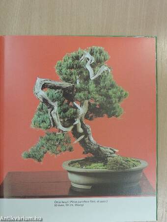 A bonsai titkai