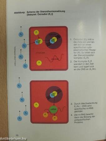 Medroxyprogesteronacetat in der Onkologie