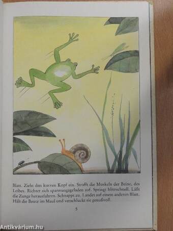 Ein Laubfrosch wandert