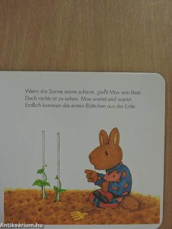 Max pflanzt eine Bohne