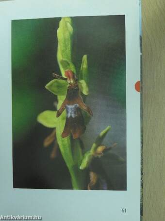 Zauberhafte Alpenblumen