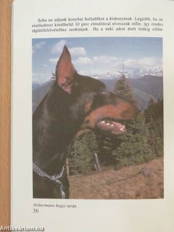 Dobermann