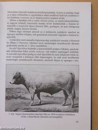 A charolais fajta és magyarországi tenyésztése