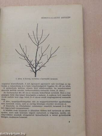 Állami gazdaságok faiskolai árjegyzéke 1960-1961