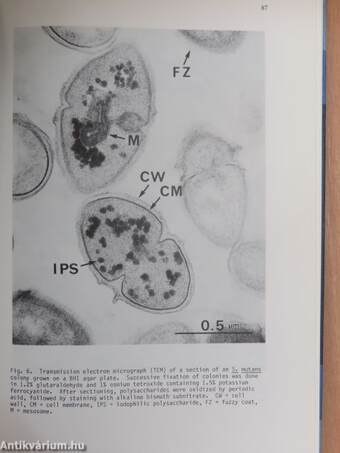 Molecular Microbiology and Immunobiology of Streptococcus Mutans