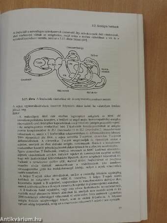 A rádiófrekvenciás sugárzás élettani hatásai és orvosbiológiai alkalmazásai