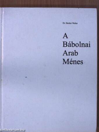 A Bábolnai Arab Ménes