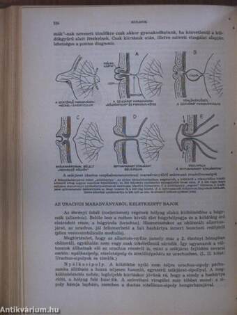 Gyakorlati sebészet I. (töredék)