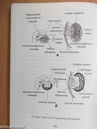 Fejlődésbiológia I.