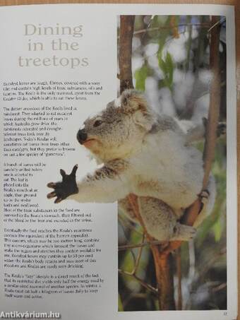 Koala - Australia