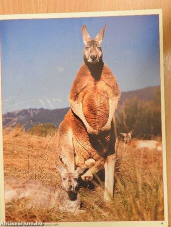 Australian wildlife & flowers