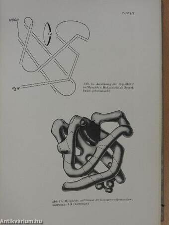 Medizinische Biochemie