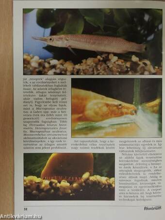 Akvárium Magazin 1998/3-4.