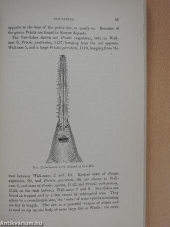 Guide to the gallery of fishes in the department of zoology of the British Museum (Natural History) (Ifj. Dr. Entz Géza könyvtárából)