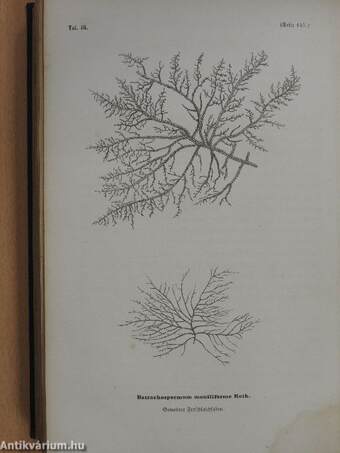 Botanische Unterhaltungen zum Verständniss der heimathlichen Flora (gótbetűs) (Dr. Entz Géza könyvtárából)