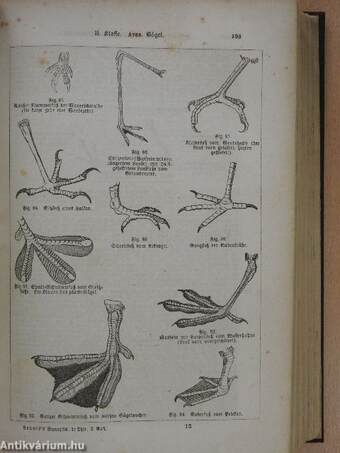 Synopsis der Naturgeschichte des Thierreichs I. (gótbetűs)