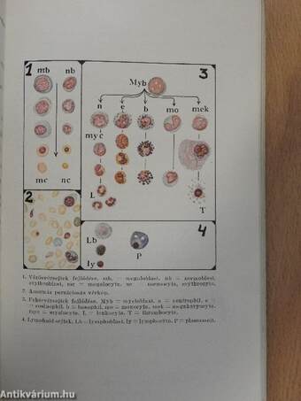 A gyakorló orvos laboratóriuma